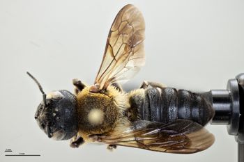 Media type: image;   Entomology 610931 Aspect: habitus dorsal view
